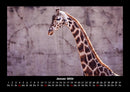 Giraffen Fotokalender 2026 - 1