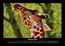 Giraffen Fotokalender 2026 - 2