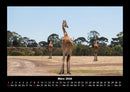 Giraffen Fotokalender 2026 - 3