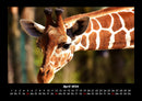 Giraffen Fotokalender 2026 - 4