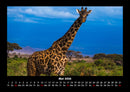 Giraffen Fotokalender 2026 - 5