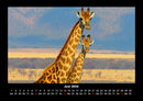 Giraffen Fotokalender 2026 - 6