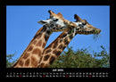 Giraffen Fotokalender 2026 - 7