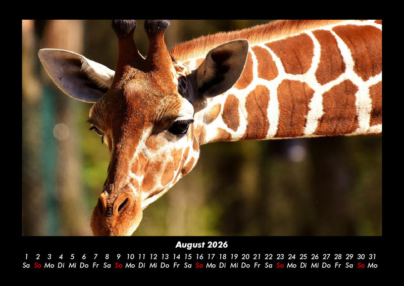Giraffen Fotokalender 2026 - 8