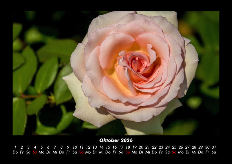 Rosentraum Fotokalender 2026 - 10