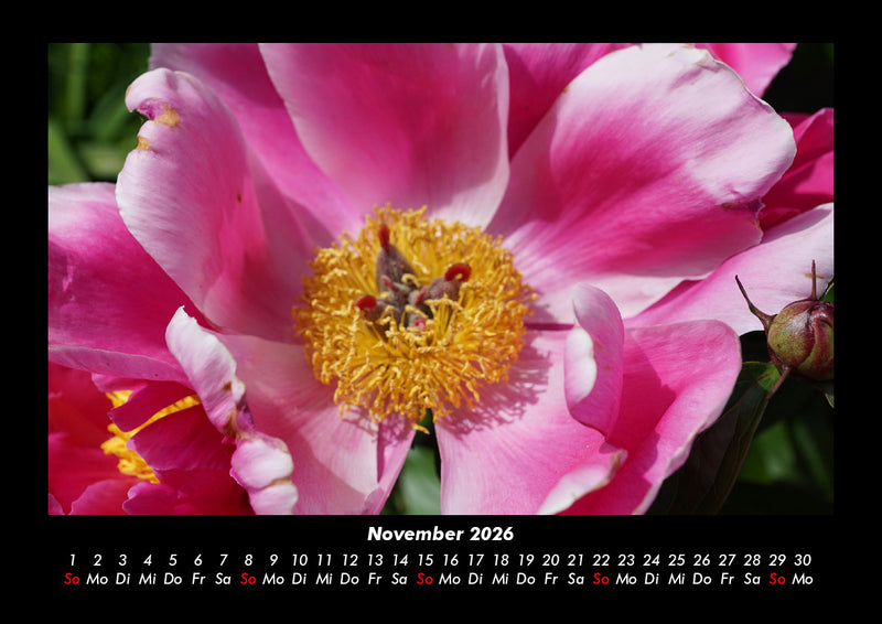 Rosentraum Fotokalender 2026 - 11