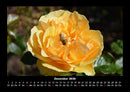 Rosentraum Fotokalender 2026 - 12