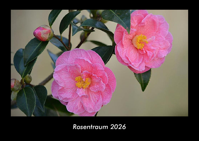 Rosentraum Fotokalender 2026 - Hauptbild
