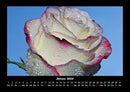 Rosentraum Fotokalender 2026 - 1