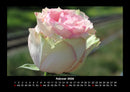 Rosentraum Fotokalender 2026 - 2