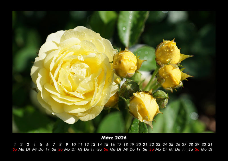 Rosentraum Fotokalender 2026 - 3