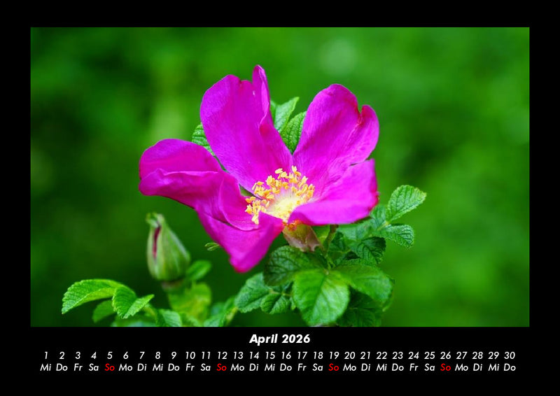 Rosentraum Fotokalender 2026 - 4