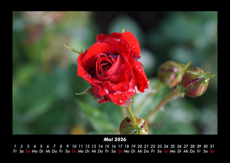 Rosentraum Fotokalender 2026 - 5