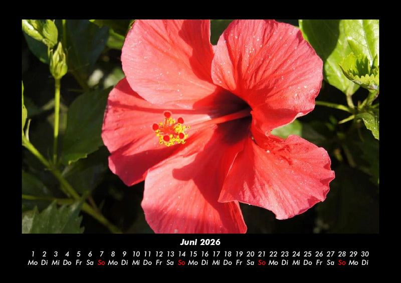 Rosentraum Fotokalender 2026 - 6