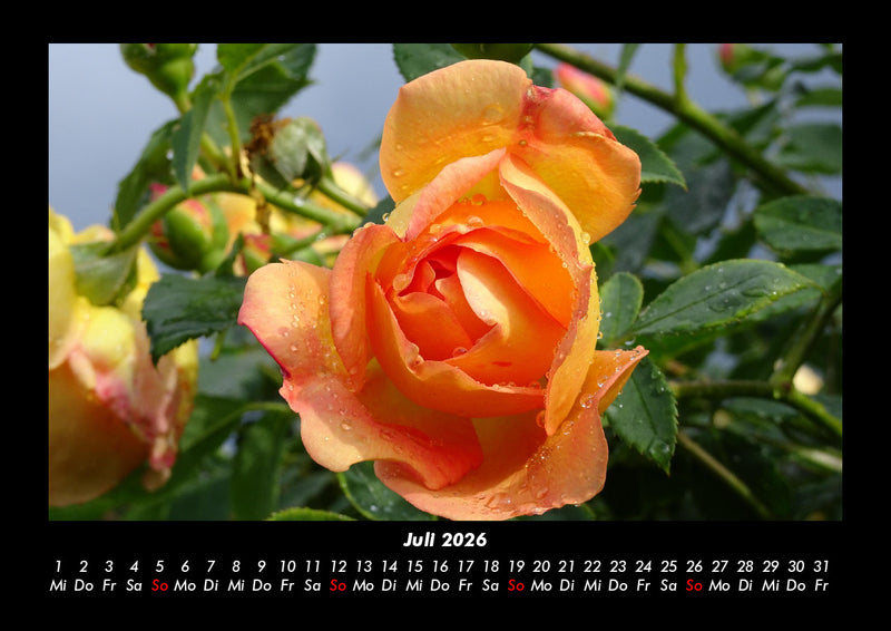 Rosentraum Fotokalender 2026 - 7