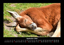 Tierkalender Fotokalender 2026 - 9