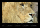 Tierkalender Fotokalender 2026 - 10