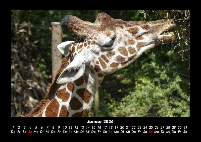 Tierkalender Fotokalender 2026 - 1