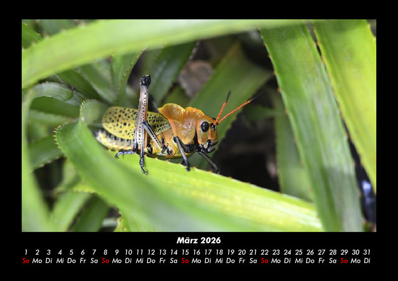 Tierkalender Fotokalender 2026 - 3