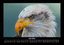 Tierkalender Fotokalender 2026 - 6
