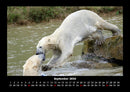 Pinguine & Eisbären Fotokalender 2026 - 9