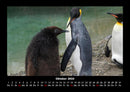 Pinguine & Eisbären Fotokalender 2026 - 10