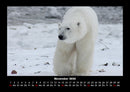 Pinguine & Eisbären Fotokalender 2026 - 11