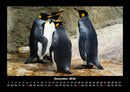 Pinguine & Eisbären Fotokalender 2026 - 12