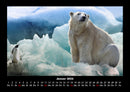 Pinguine & Eisbären Fotokalender 2026 - 1