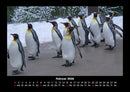 Pinguine & Eisbären Fotokalender 2026 - 2