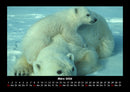 Pinguine & Eisbären Fotokalender 2026 - 3