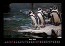 Pinguine & Eisbären Fotokalender 2026 - 4