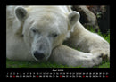 Pinguine & Eisbären Fotokalender 2026 - 5