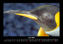 Pinguine & Eisbären Fotokalender 2026 - 6