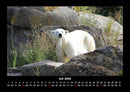 Pinguine & Eisbären Fotokalender 2026 - 7