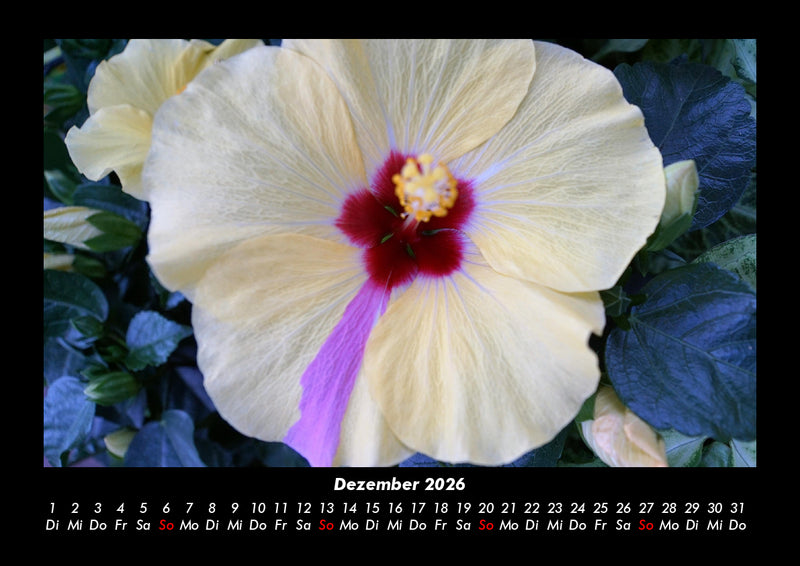 Bilder aus der Natur Fotokalender 2026 - 12