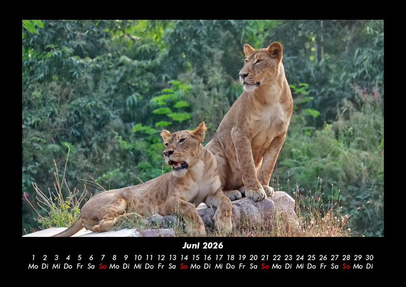Bilder aus der Natur Fotokalender 2026 - 6