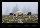 Kuhkalender Fotokalender 2026 - 12