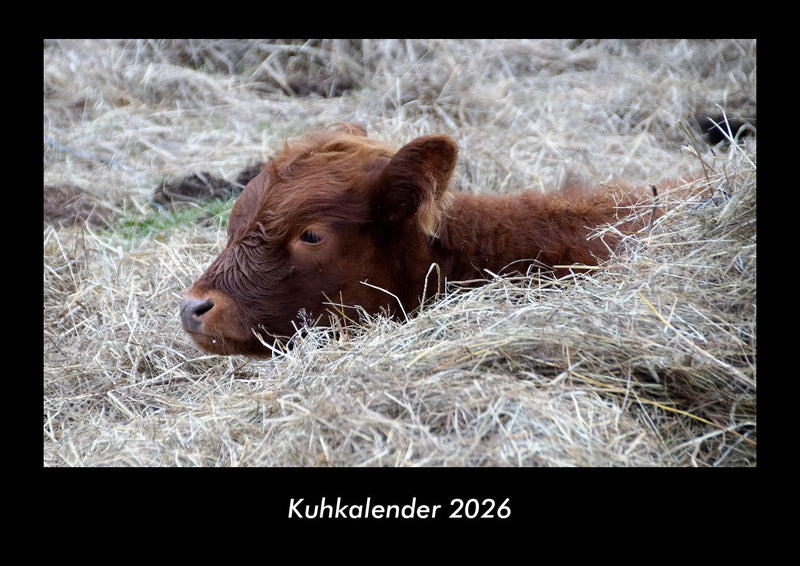 Kuhkalender Fotokalender 2026 - Hauptbild