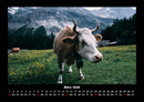 Kuhkalender Fotokalender 2026 - 3