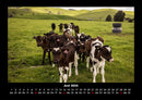 Kuhkalender Fotokalender 2026 - 6