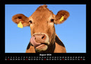 Kuhkalender Fotokalender 2026 - 8