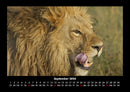 Löwen in der Wildnis Fotokalender 2026 - 9