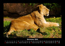 Löwen in der Wildnis Fotokalender 2026 - 11
