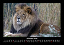 Löwen in der Wildnis Fotokalender 2026 - 12