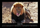 Löwen in der Wildnis Fotokalender 2026 - 1