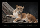 Löwen in der Wildnis Fotokalender 2026 - 4