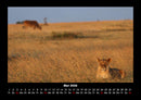Löwen in der Wildnis Fotokalender 2026 - 5