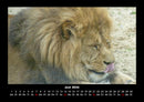 Löwen in der Wildnis Fotokalender 2026 - 6
