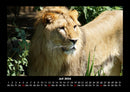 Löwen in der Wildnis Fotokalender 2026 - 7
